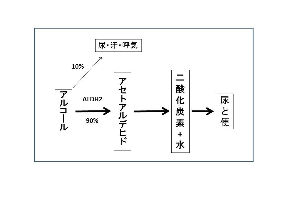 アルコールの代謝図２.jpg