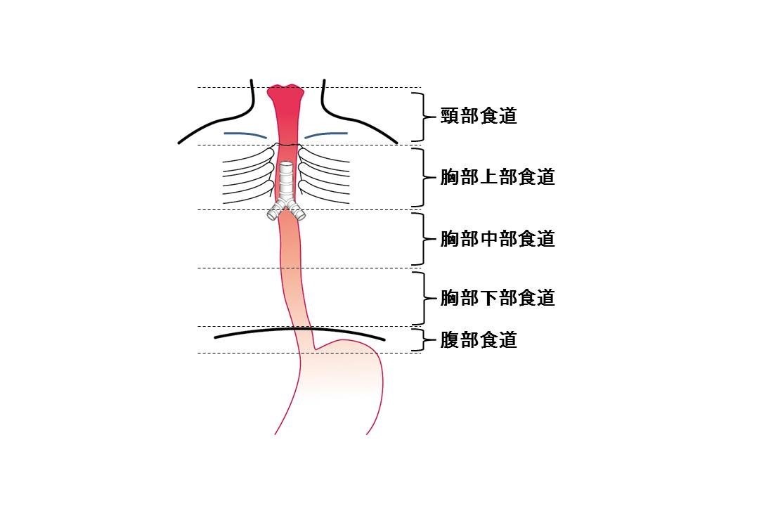 食道解剖図１.jpg