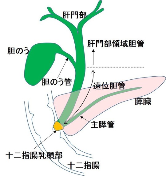 胆と膵 37ー1 新たに定義された“肛門部領域胆管癌”の診断と治療 胆道がん | 新松戸中央総合病院
